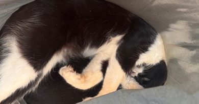 Moradores de Bela Vista denunciam envenenamento cruel de gatos na praça do bairro Bela Vista, Santa Fé do Sul SP – 22 de novembro de 2025