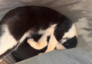 Moradores de Bela Vista denunciam envenenamento cruel de gatos na praça do bairro Bela Vista, Santa Fé do Sul SP – 22 de novembro de 2025