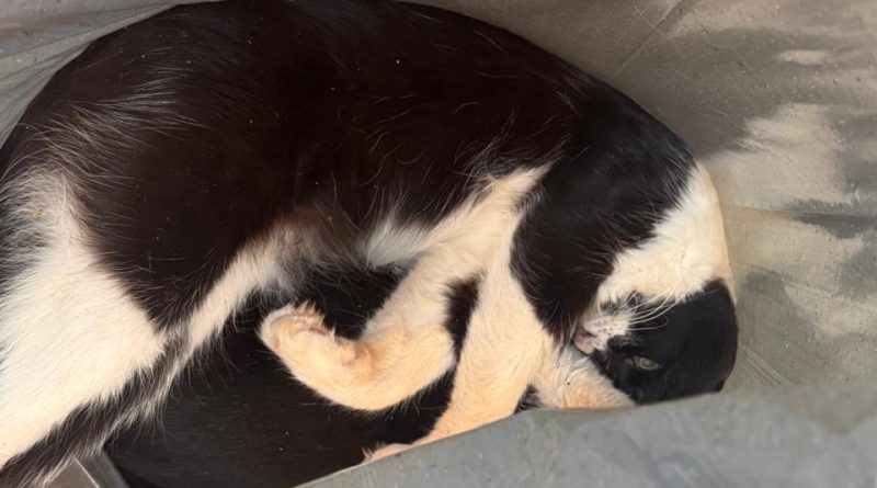 Moradores de Bela Vista denunciam envenenamento cruel de gatos na praça do bairro Bela Vista, Santa Fé do Sul SP – 22 de novembro de 2025