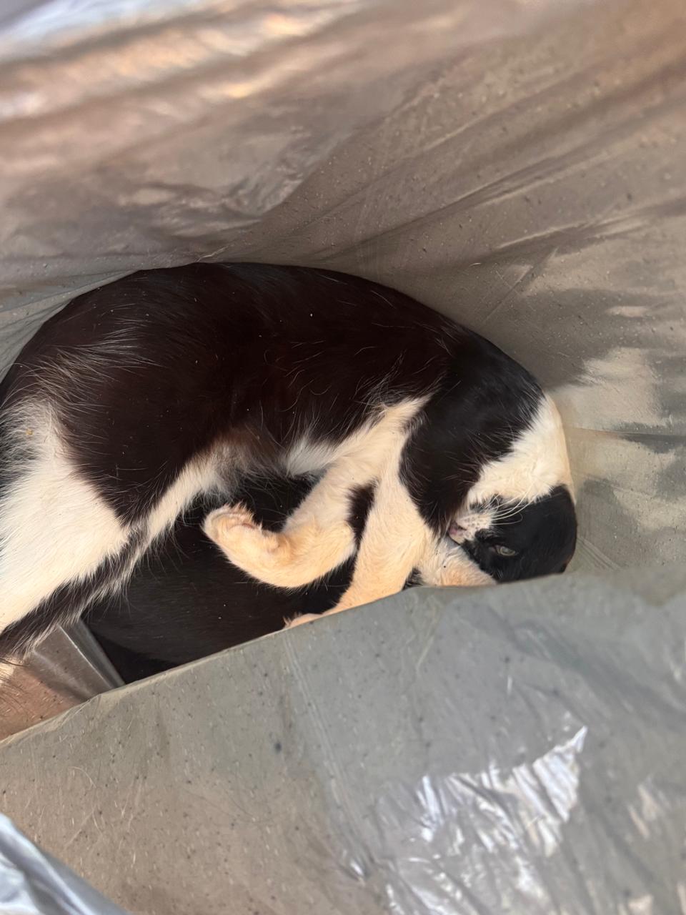 Moradores de Bela Vista denunciam envenenamento cruel de gatos na praça do bairro Bela Vista, Santa Fé do Sul SP – 22 de novembro de 2025