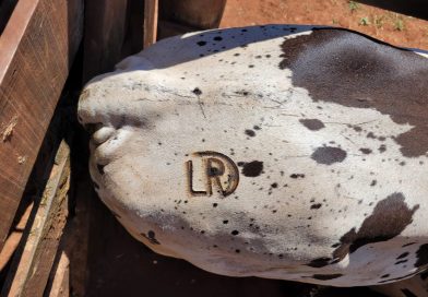 Furto de 50 Cabeças de Gado Abala Produtores em Paranapuã (SP): Prejuízo de R$ 200 Mil e Onda de Insegurança no Noroeste Paulista.