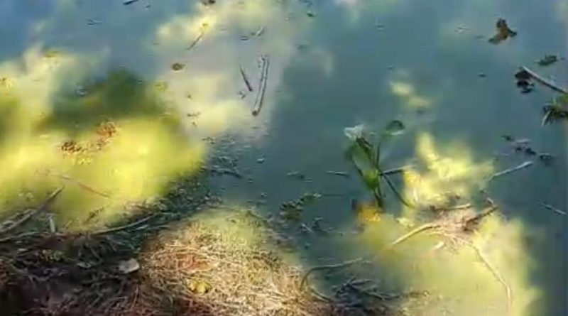 Pisciculturas no rio alarmam população; moradores denunciam degradação e falta de fiscalização